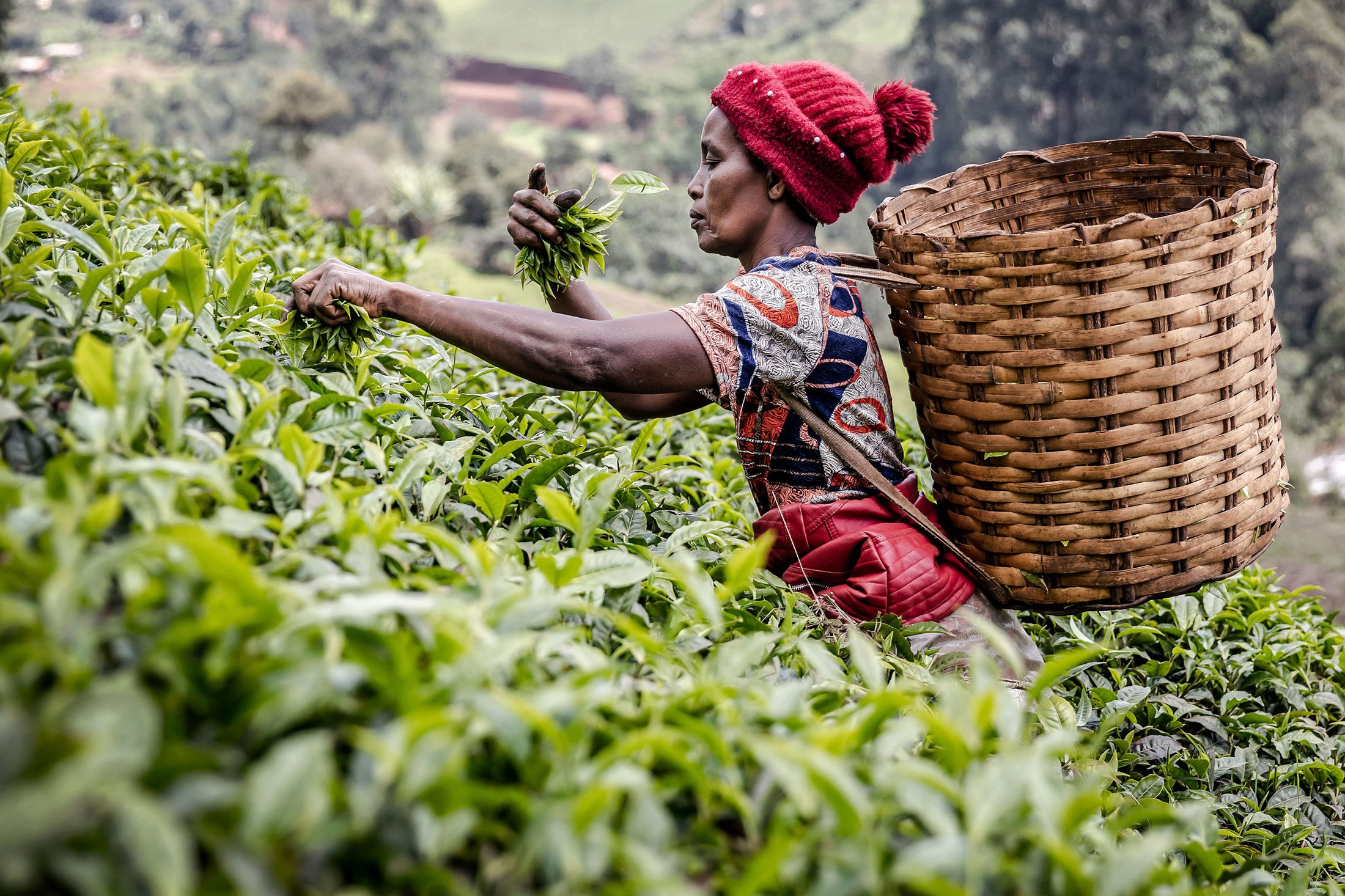 AGIR - Coopérative Agro-Industrie Rurale